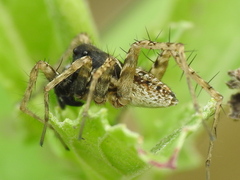 Pardosa atlantica