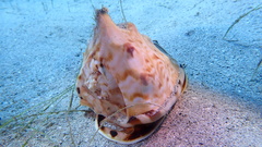 Cassis tuberosa