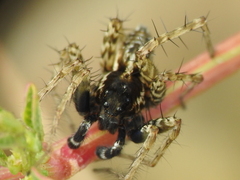Pardosa atlantica