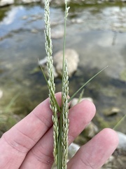 Tridens albescens