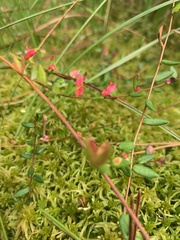 Vaccinium oxycoccos
