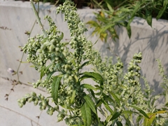 Artemisia douglasiana