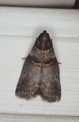 Acrobasis caryae
