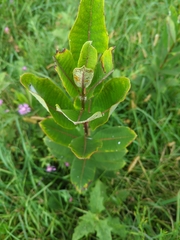 Asclepias syriaca