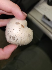 Agaricus xanthodermus