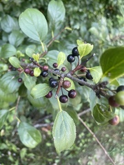 Rhamnus