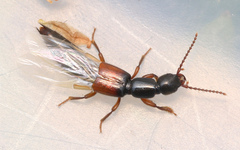 Lathrobium fulvipenne