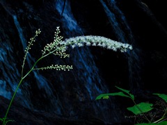 Actaea podocarpa