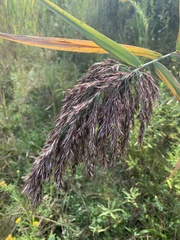 Phragmites