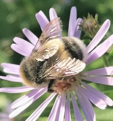 Bombus lucorum
