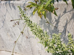 Artemisia douglasiana