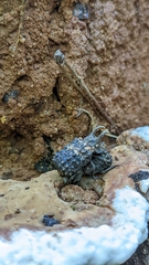 Bolitotherus cornutus