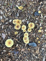 Xeromphalina cauticinalis