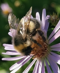 Bombus lucorum