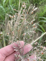 Panicum virgatum