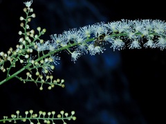 Actaea podocarpa
