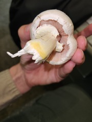 Agaricus xanthodermus