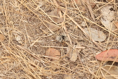 Dasymutilla sackenii