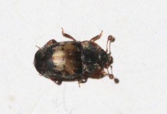 Omosita discoidea