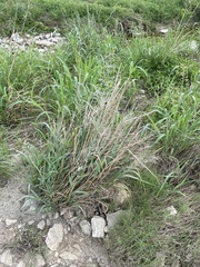 Panicum virgatum