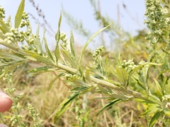 Artemisia douglasiana