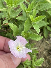 Oenothera speciosa