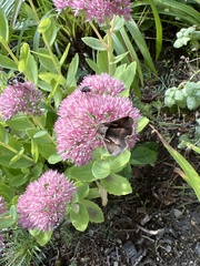 Anagrapha falcifera