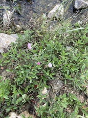 Oenothera speciosa