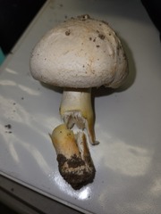Agaricus xanthodermus