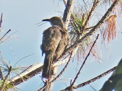 Toxostoma curvirostre