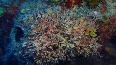 Oceanapia bartschi