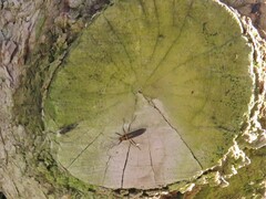 Stenomacra marginella