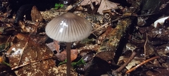 Mycena