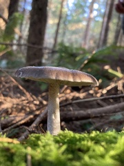 Pluteus exilis