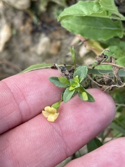 Mecardonia procumbens