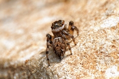 Evarcha