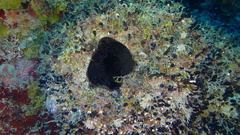 Oceanapia bartschi