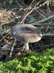 Pluteus exilis
