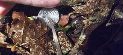 Mycena