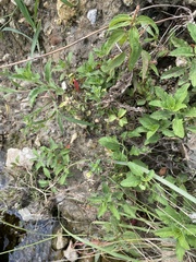 Mecardonia procumbens