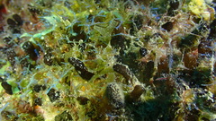 Oceanapia bartschi