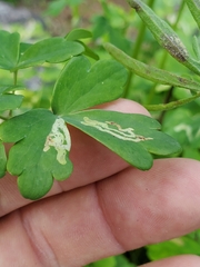 Phytomyza minuscula group