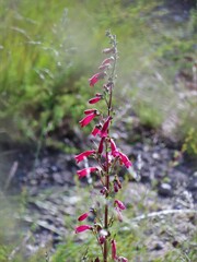 Penstemon roseus