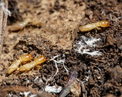 Reticulitermes urbis