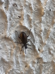 Lagria villosa