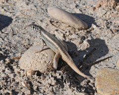 Leiocephalus barahonensis