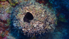 Oceanapia bartschi