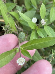 Eclipta prostrata