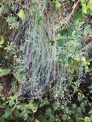Poa glauca