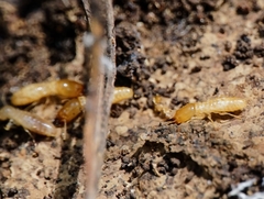 Reticulitermes urbis